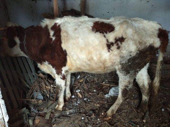 Не годують та тримають у жахливих умовах: на Франківщині розслідують знущання над коровою ФОТО
