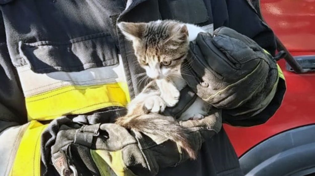 Франківським надзвичайникам довелося рятувати кота