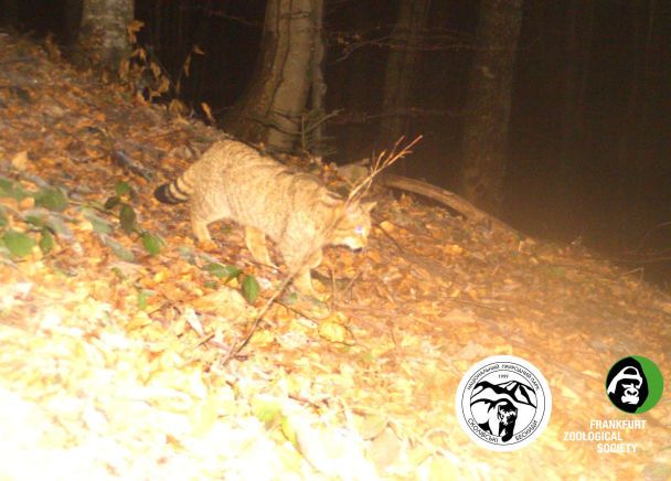 Фотопастки зафільмували найзагадковішого жителя Карпат - величезного дикого кота ФОТО