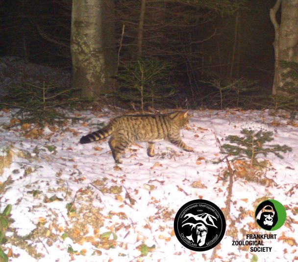 Фотопастки зафільмували найзагадковішого жителя Карпат - величезного дикого кота ФОТО