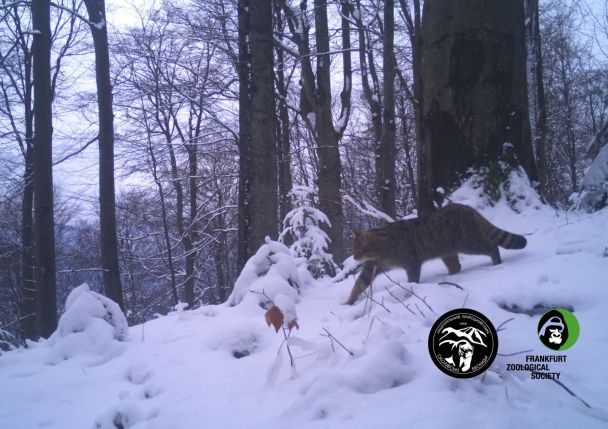 Фотопастки зафільмували найзагадковішого жителя Карпат - величезного дикого кота ФОТО