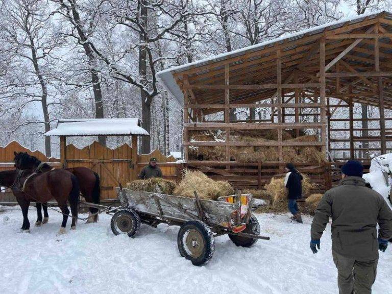 Прикарпатські лісівники підгодовують лісових мешканців ласощами ФОТО