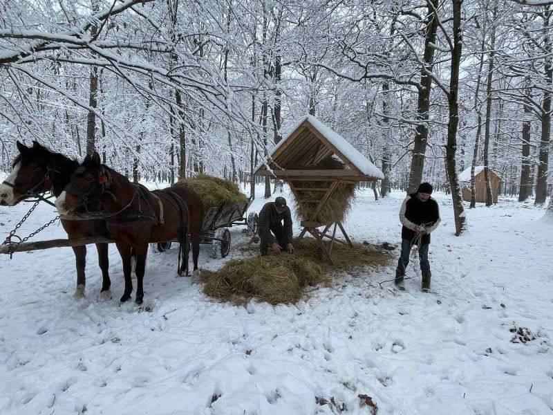 Прикарпатські лісівники підгодовують лісових мешканців ласощами ФОТО