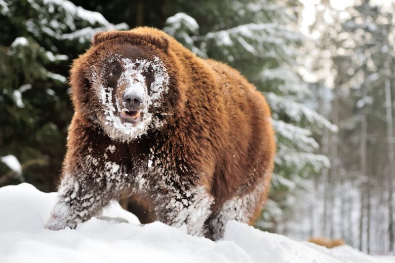 Не впали в сплячку: у Карпатах ведмеді гуляють на морозі та бавляться снігом ФОТО