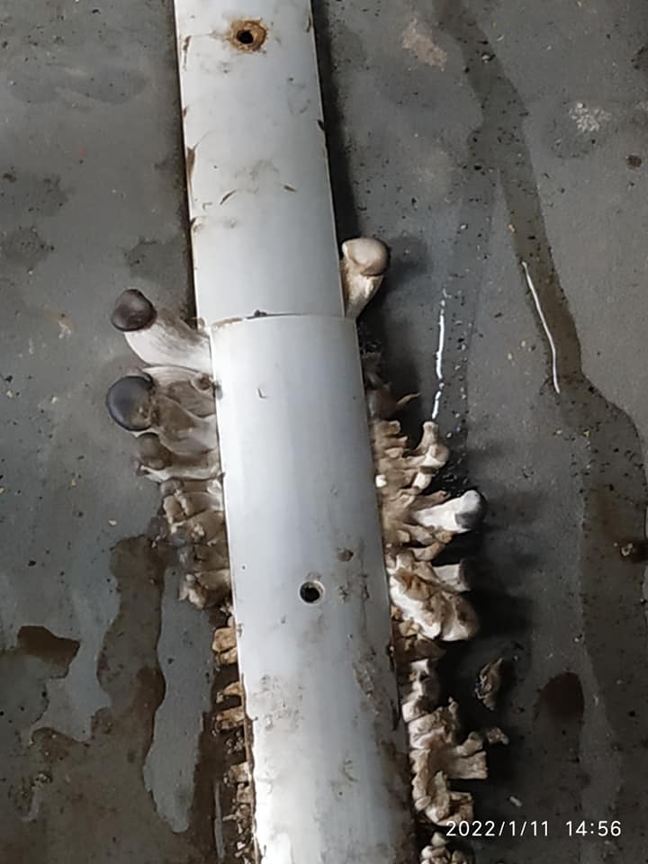 Курйоз: у салоні калуської маршрутки ростуть гриби, - очевидець ФОТО