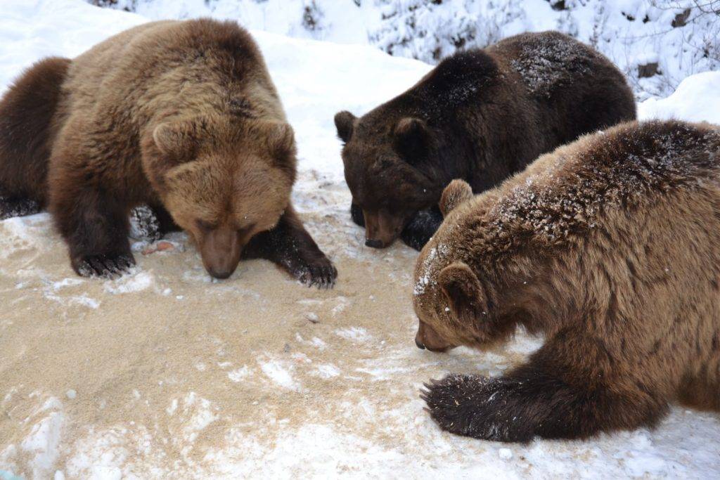 Не впали в сплячку: у Карпатах ведмеді гуляють на морозі та бавляться снігом ФОТО
