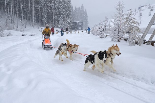 Катання на собачих упряжках та фото з "сибірськими хаскі": у Буковелі набирає популярності нова розвага для туристів ФОТОРЕПОРТАЖ