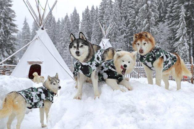 Катання на собачих упряжках та фото з "сибірськими хаскі": у Буковелі набирає популярності нова розвага для туристів ФОТОРЕПОРТАЖ