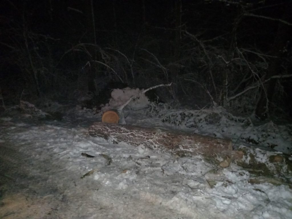 На Прикарпатті сильний вітер повалив дерево на проїжджу частину