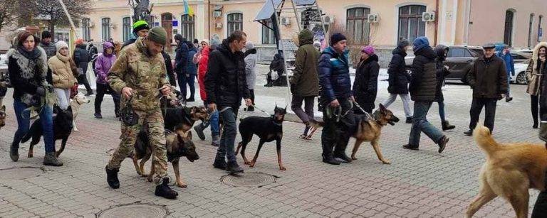 У середмісті Франківська влаштували перший різдвяний парад собак ФОТО