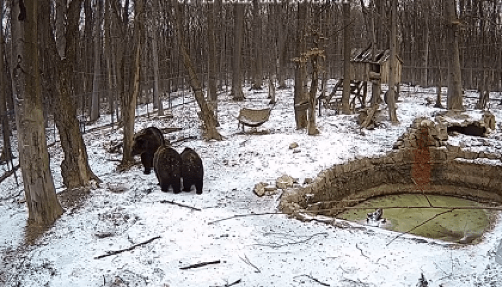 Кумедне відео, як ведмедиця Діна в Галицькому нацпарку виховує вдмежат Мира і Надю ВІДЕО