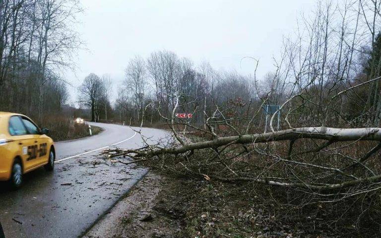 У курортному Яремче дерево, що впало на дорогу, обірвало лінію електропередач