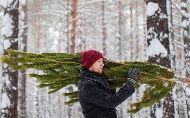 Де у Коломиї можна здати новорічну ялинку на утилізацію: перелік адрес