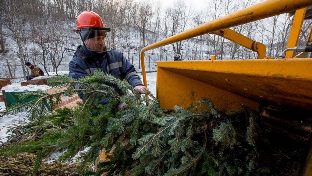 У Коломиї облаштували пункти збору для утилізації ялинок АДРЕСИ