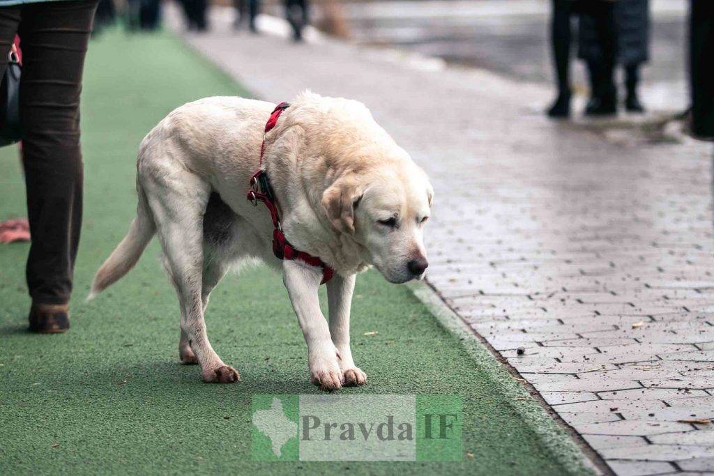 Батько наш Бандера,степан бандера,новий рік