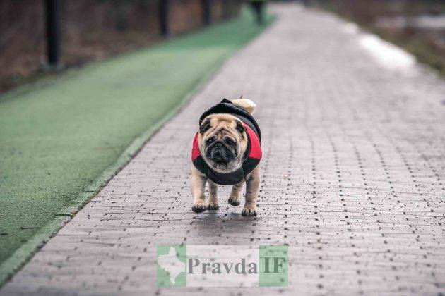 В Івано-Франківську відбувся новорічний забіг Gutsul Running Club ФОТОРЕПОРТАЖ