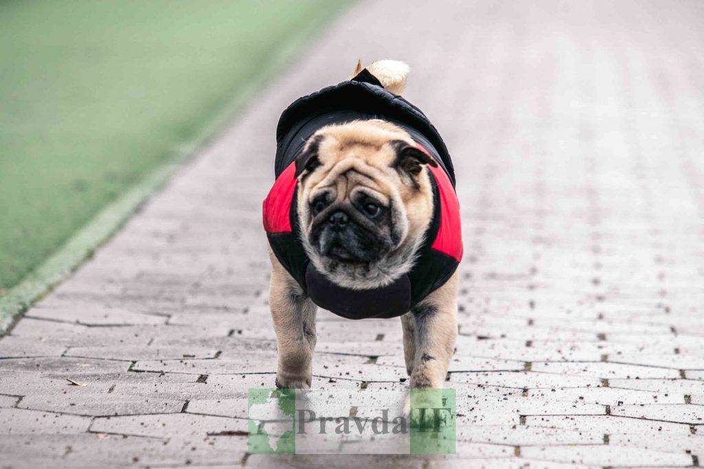 Батько наш Бандера,степан бандера,новий рік