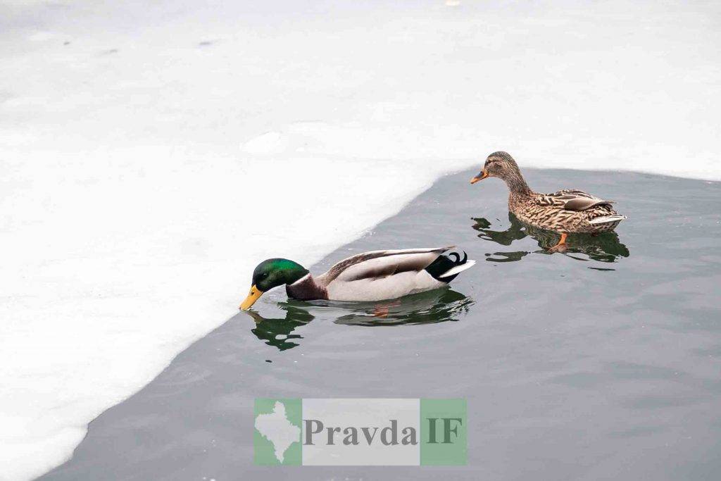Батько наш Бандера,степан бандера,новий рік