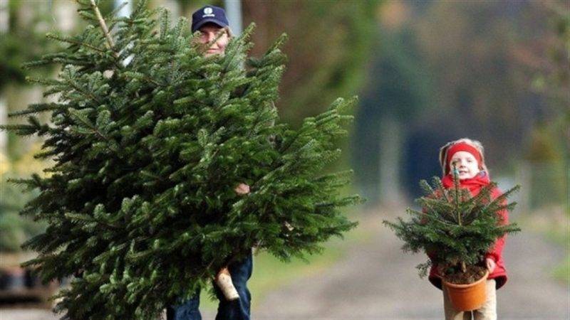 До новорічно-різдвяних свят прикарпатські лісівники продали ялинок на 500 тисяч гривень