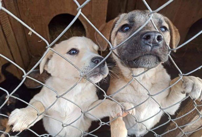 Калуський бюджет візьме на себе близько половини видатків притулку "Дому Сірка"