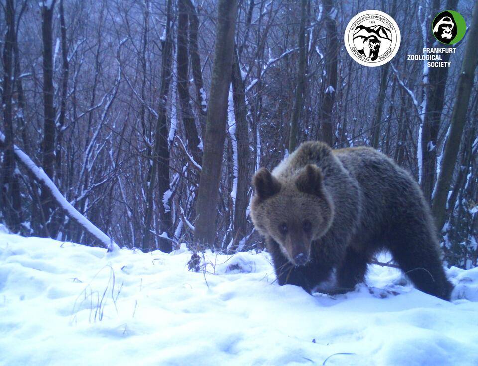 У Карпатах після зимової сплячки прокинулися ведмеді ФОТО