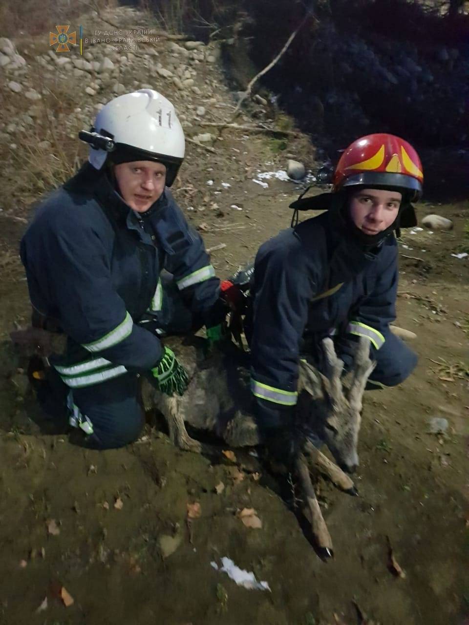 Прикарпатські надзвичайники врятували козулю з води