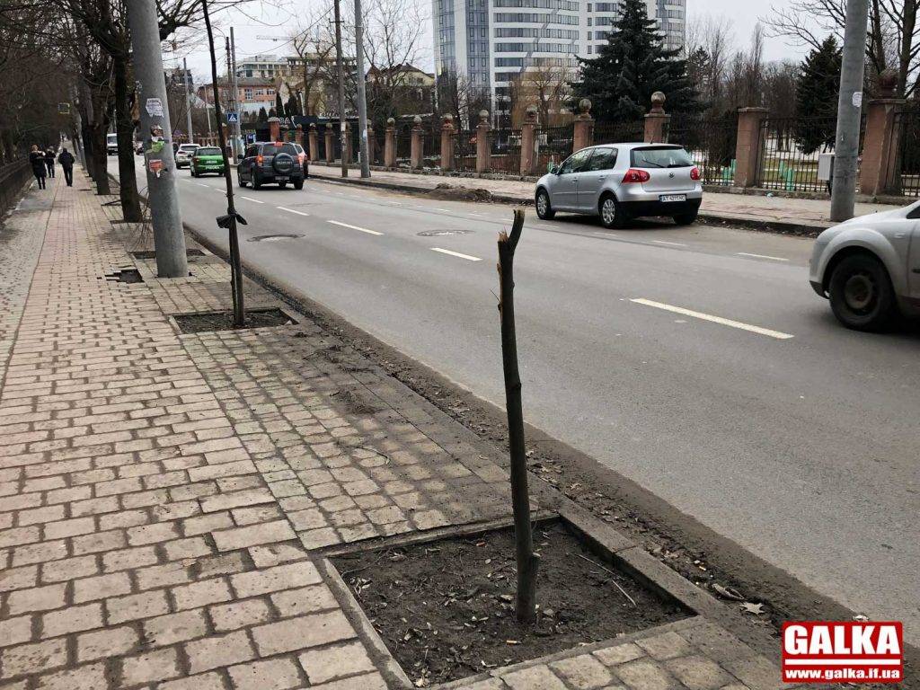 У Франківську на Мазепи вандали понищили багато молодих дерев ФОТО