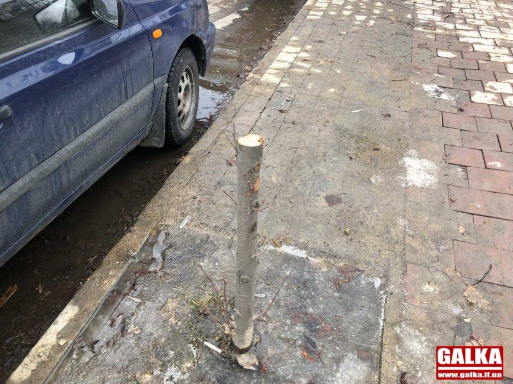 У Франківську на Мазепи вандали понищили багато молодих дерев ФОТО