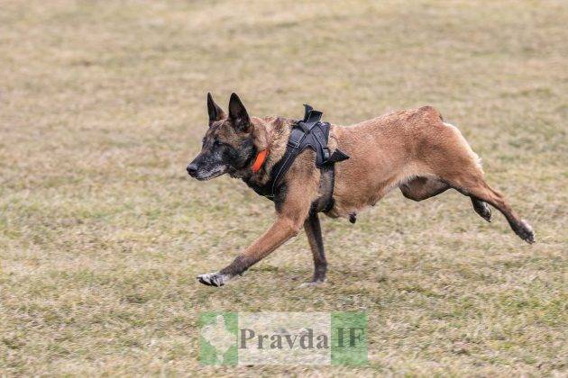 У Франківську відбувся третій відкритий вишкіл для цивільного населення ФОТОРЕПОРТАЖ