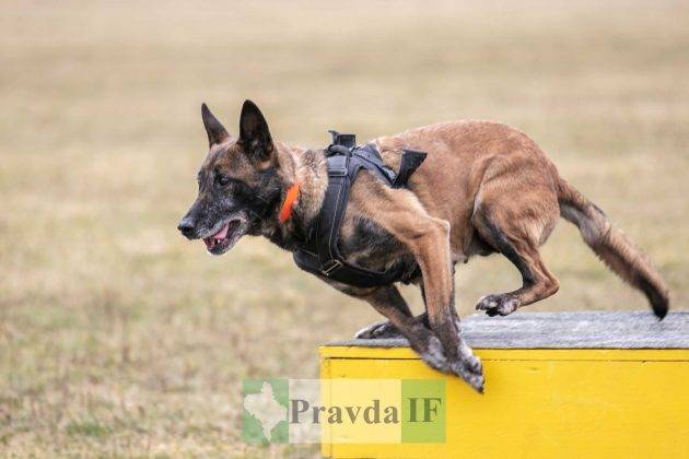 У Франківську відбувся третій відкритий вишкіл для цивільного населення ФОТОРЕПОРТАЖ