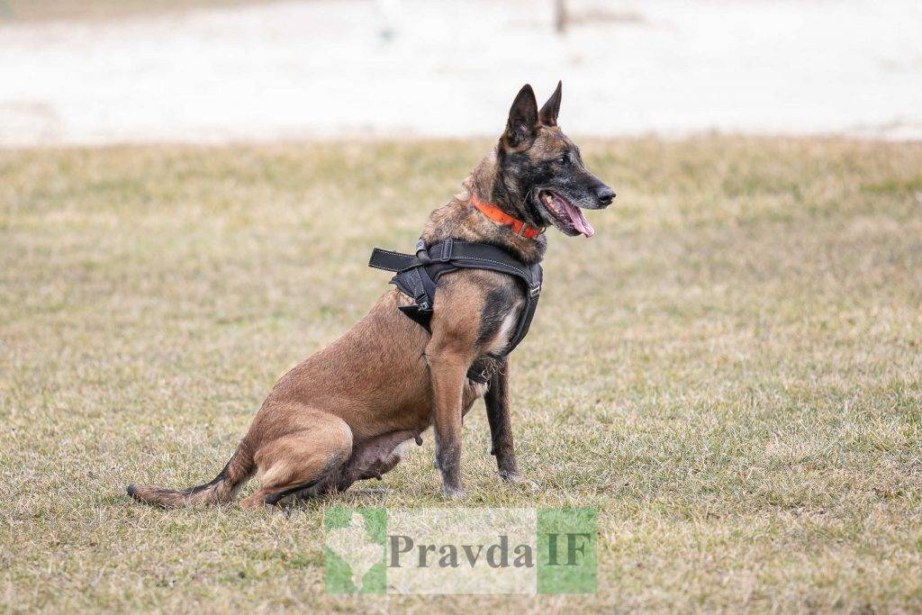 вишкіл для цивільного населення,Штаб оборони Прикарпаття спільно з ДСНС,тривожна валіза