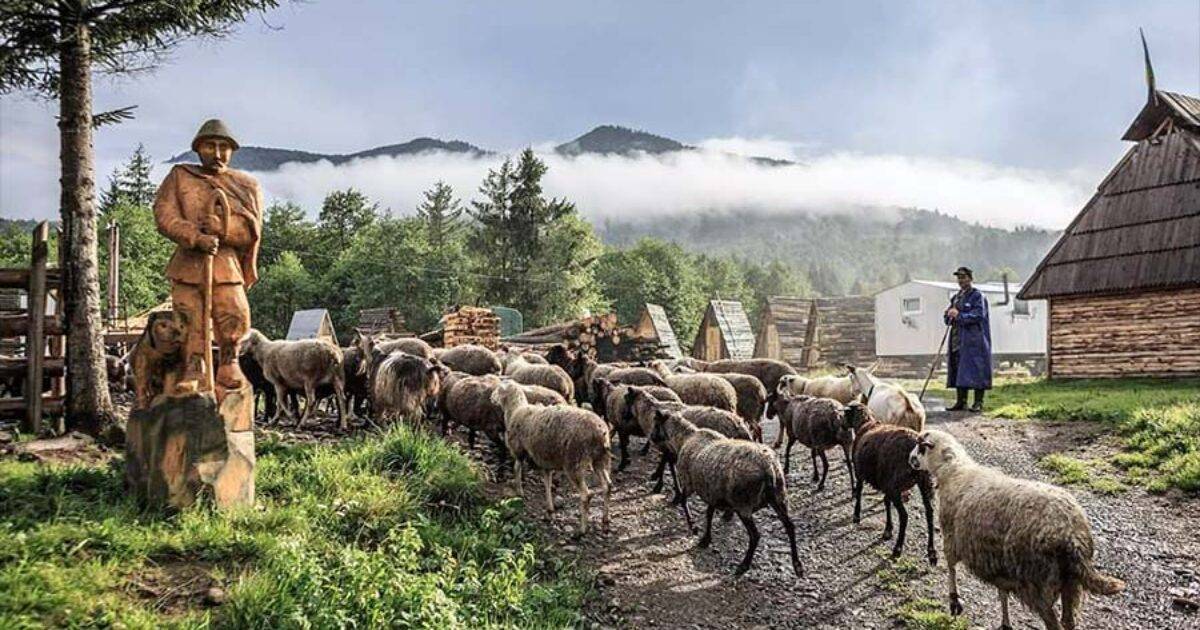 Як гуцули бережуть традиційне ремесло – сироваріння ВІДЕО