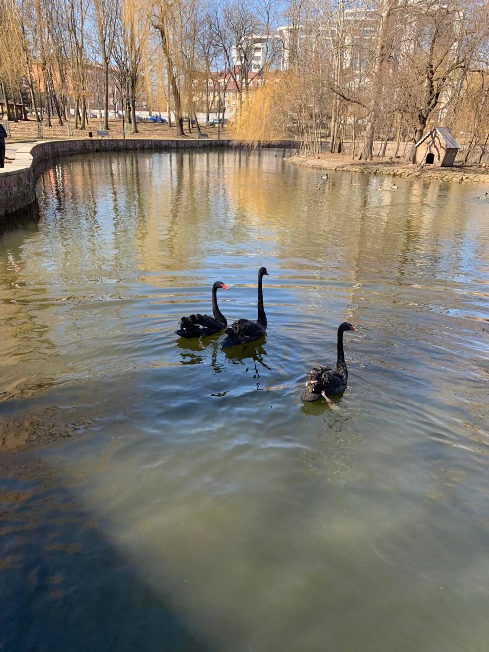 На озеро у франківському парку повернулися лебеді і гусачки з зимівлі,повернулися птахи з зимівлі,лебеді у фраківську