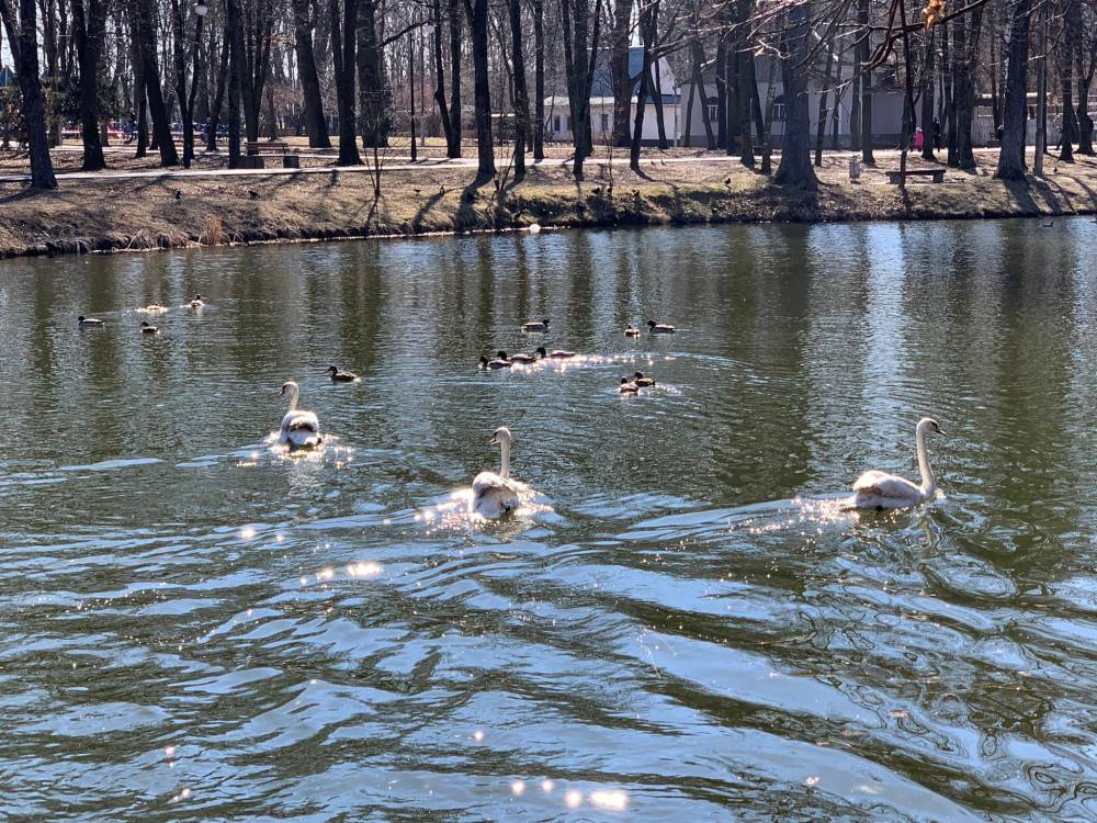 На озеро у франківському парку повернулися лебеді і гусачки з зимівлі,повернулися птахи з зимівлі,лебеді у фраківську