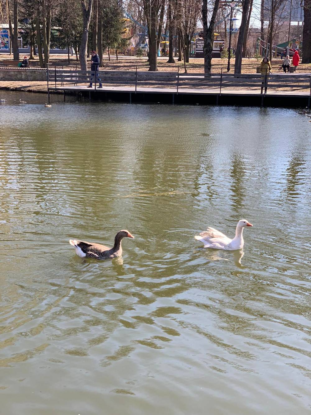 На озеро у франківському парку повернулися лебеді і гусачки з зимівлі,повернулися птахи з зимівлі,лебеді у фраківську