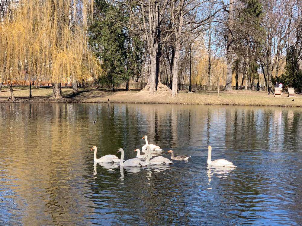 На озеро у франківському парку повернулися лебеді і гусачки з зимівлі,повернулися птахи з зимівлі,лебеді у фраківську