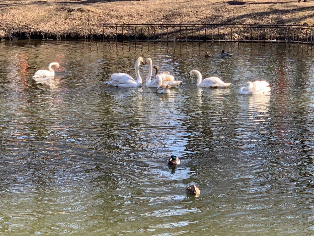 На озеро у франківському парку повернулися лебеді і гусачки з зимівлі,повернулися птахи з зимівлі,лебеді у фраківську
