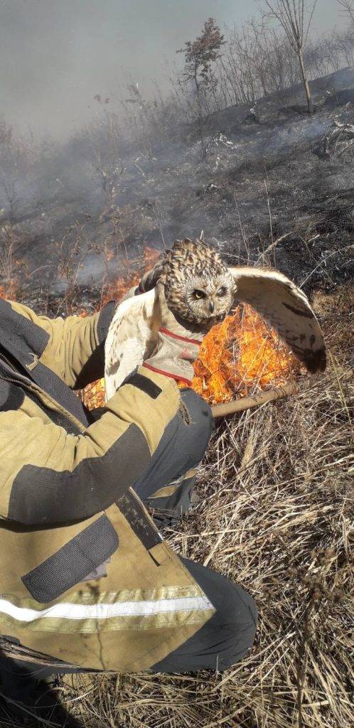 На пожежі сухої трави вогнеборці врятували сову