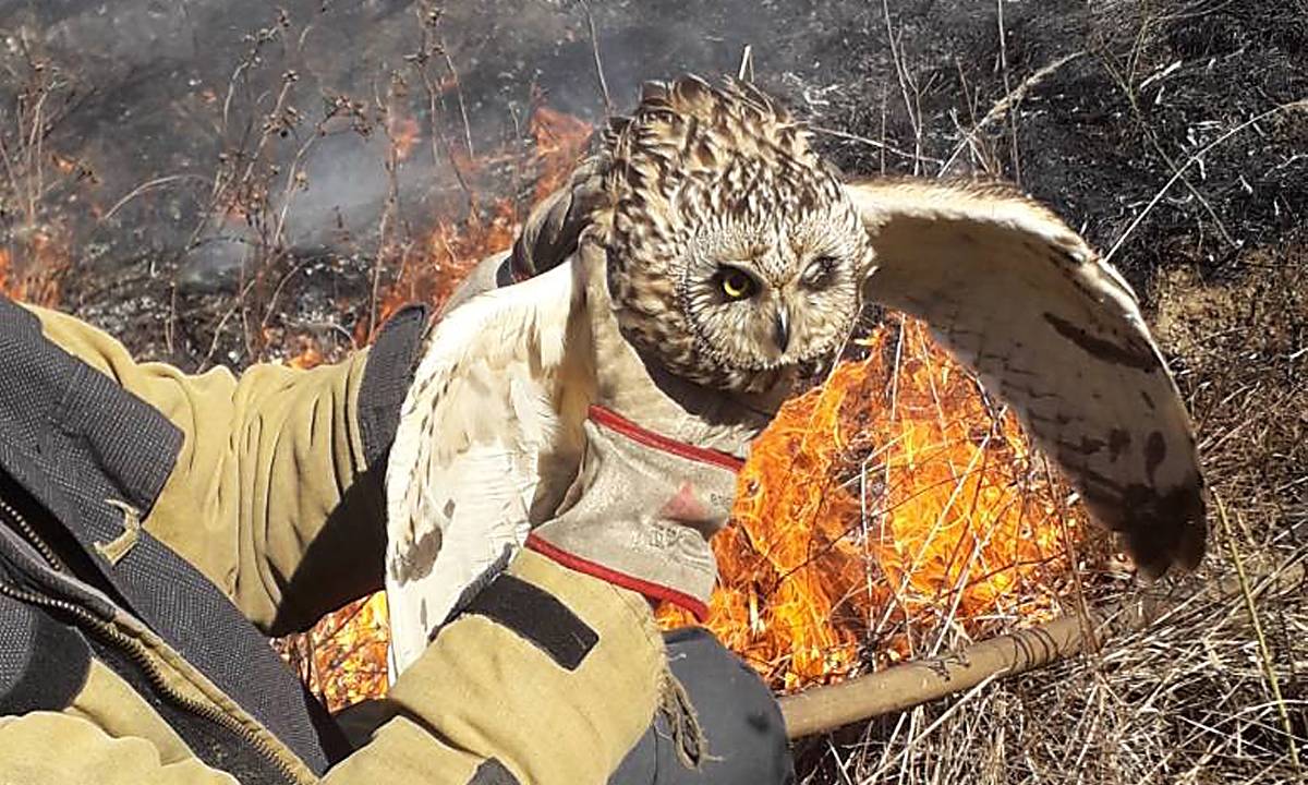 На пожежі сухої трави вогнеборці врятували сову