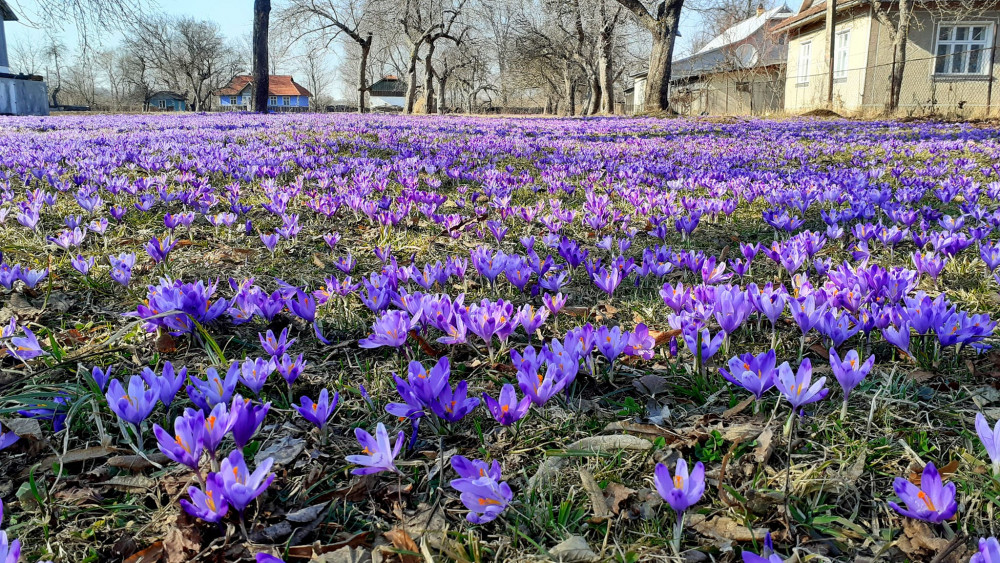 У Карпатах розквітла величезна галявина крокусів ФОТО