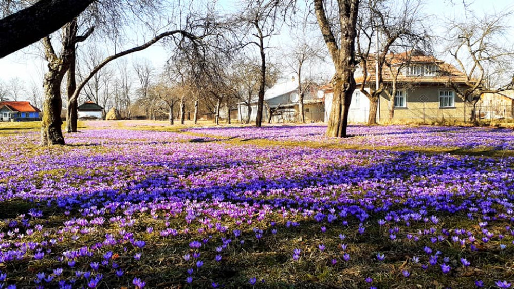 У Карпатах розквітла величезна галявина крокусів ФОТО