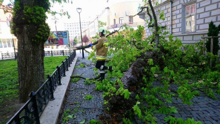 У середмісті Франківська дерево впало на тротуар