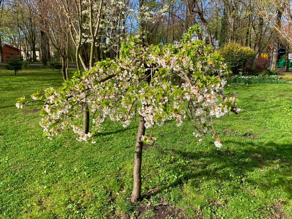Справжня весняна казка: в мережі опублікували красиві світлини франківського парку ФОТО