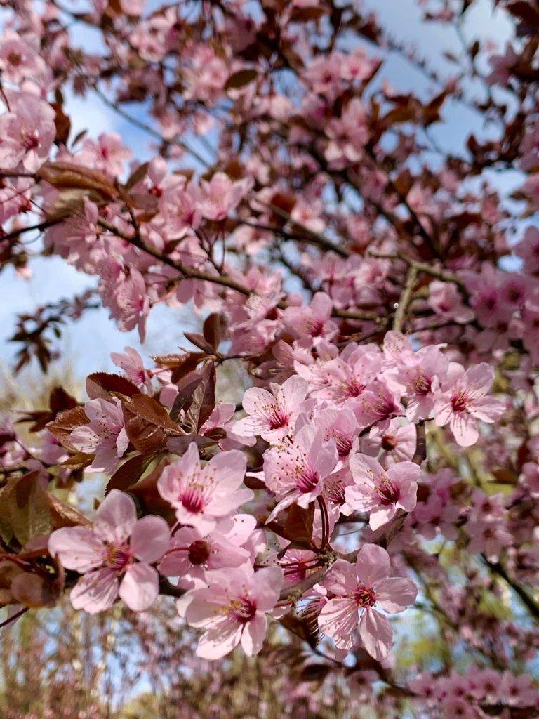 Справжня весняна казка: в мережі опублікували красиві світлини франківського парку ФОТО
