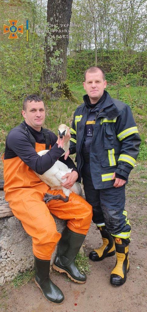 Прикарпатські рятувальники допомогли травмованому лебедю, який не міг вибратися з річки ФОТО