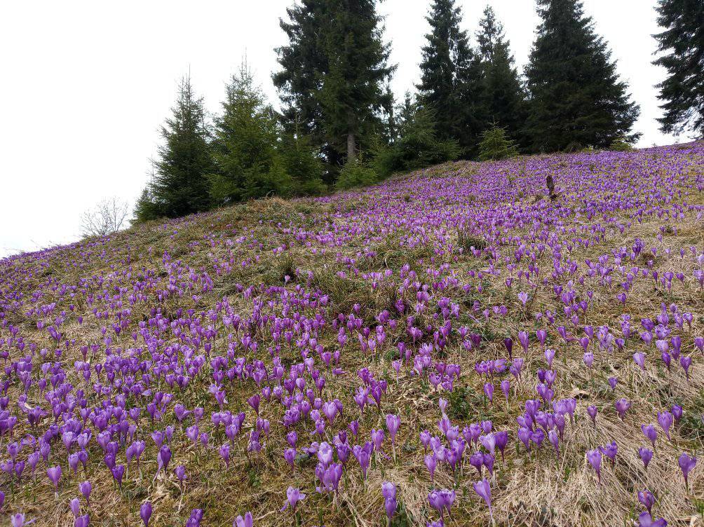 Весна в Карпатах: схили гір вкрили неймовірні килими із крокусів ФОТО
