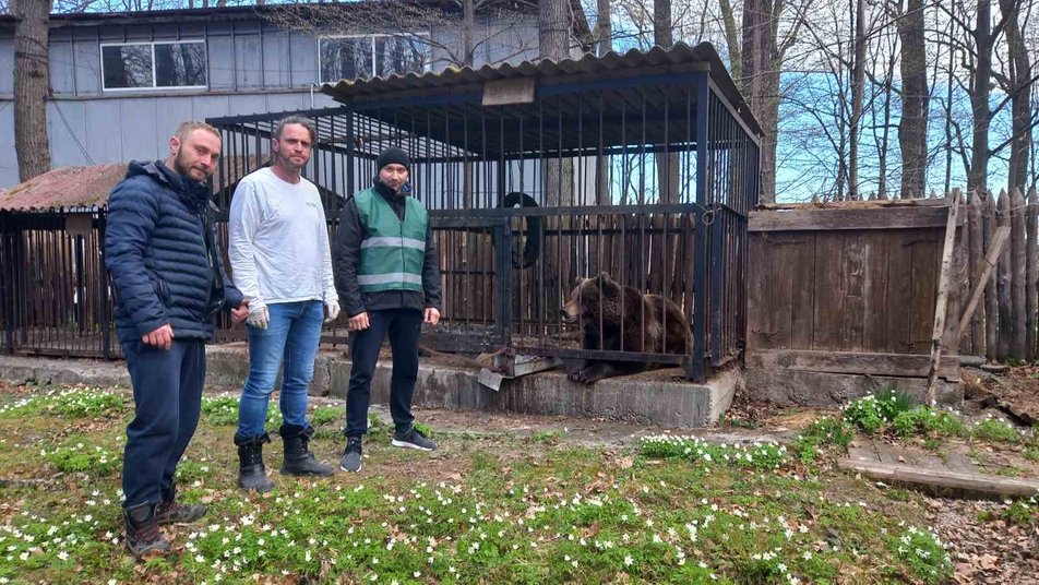 З Франківщини до зоопарку у Нідерландах перевезли ведмедицю ФОТО