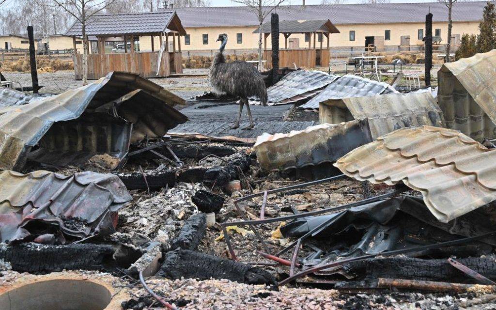 Їдять собак і бомблять зоопарки: рашистські солдати нещадно знущаються з тварин ФОТО, ВІДЕО 18+