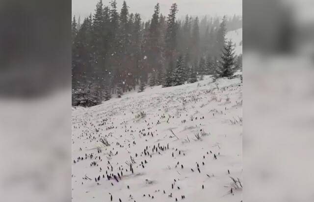 На високогір'ї Карпат з-під снігу пробиваються крокуси ВІДЕО