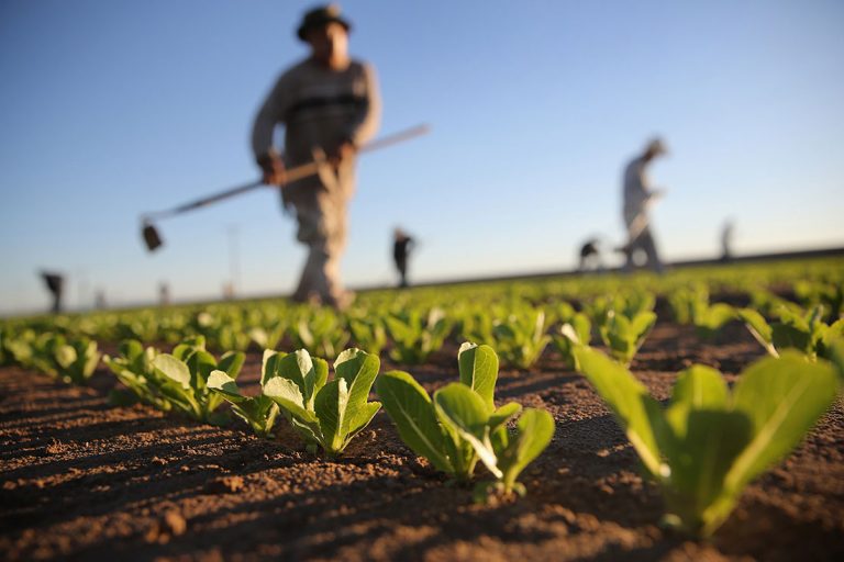 Особисті селянські господарства по районах Івано-Франківської області  у 2021 році